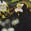 A close-up photograph of Impatiens flowers with blurred background.